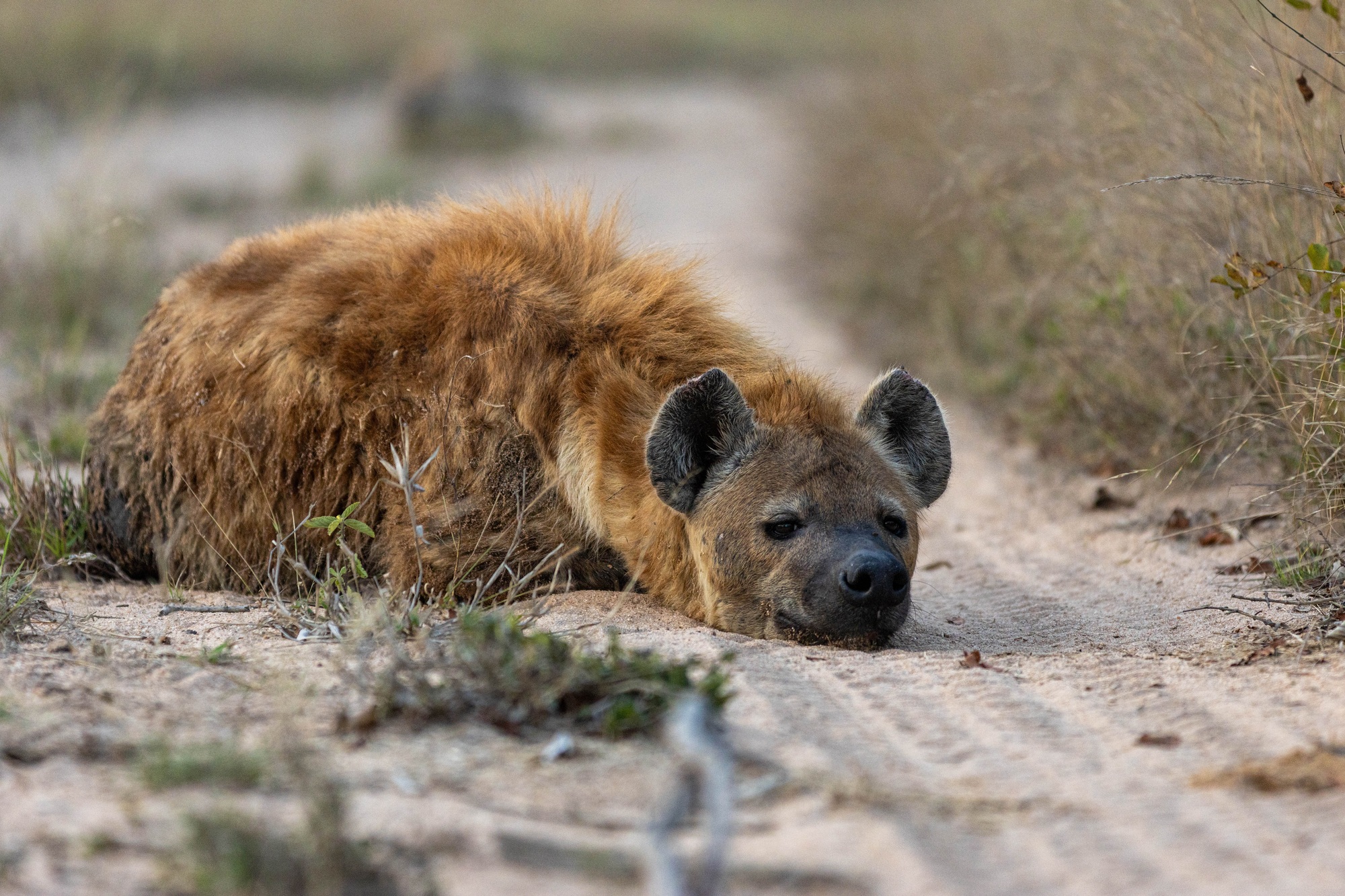 image-4-hyena.jpg