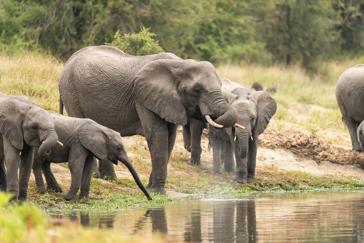 Herd of elephants