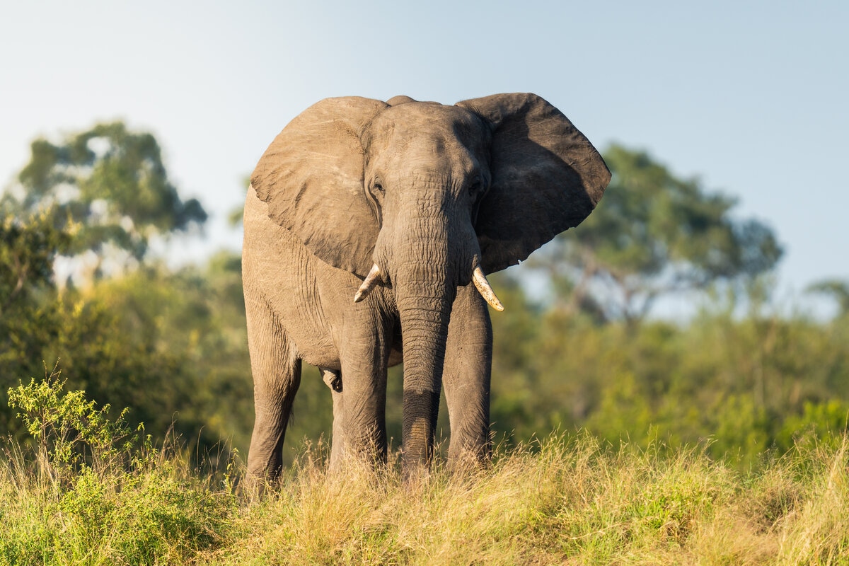 Elephant