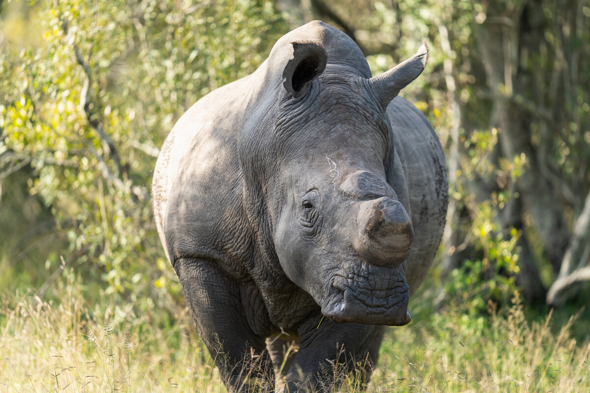 Rhino