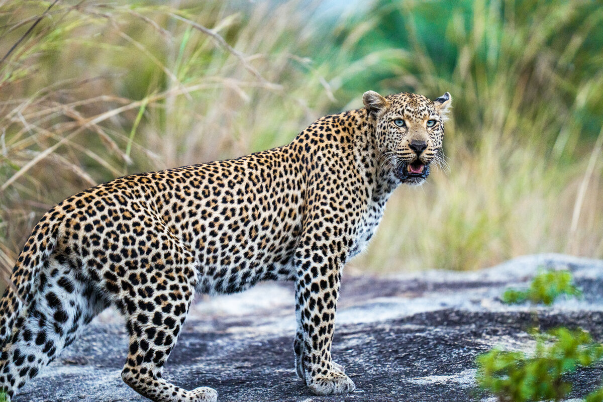 Leopard