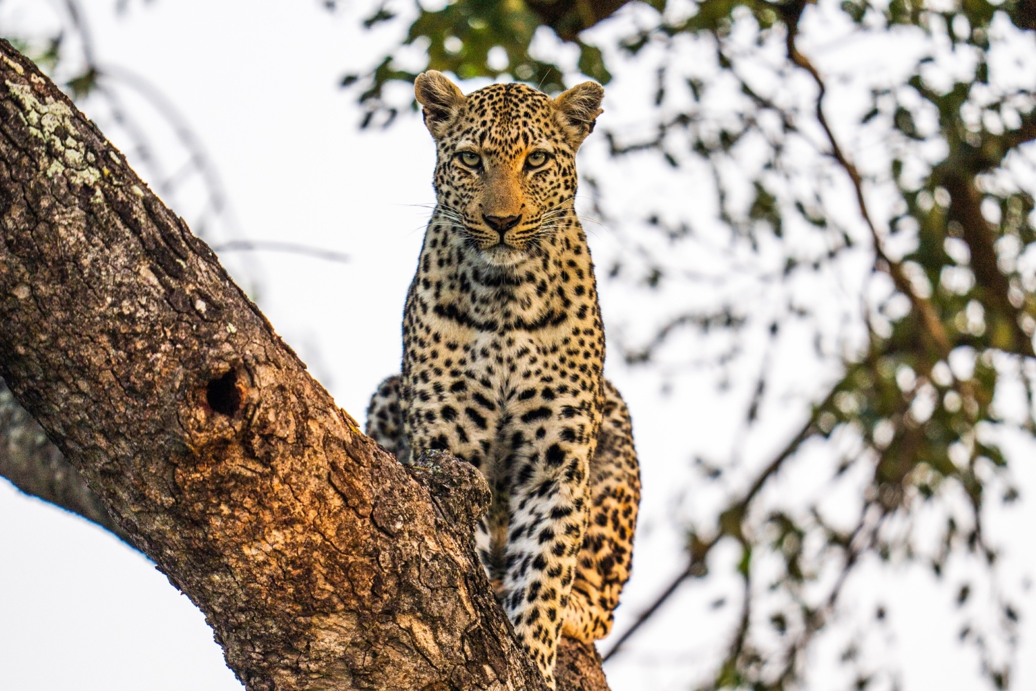 Female leopard Tiyani in a tree